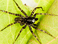 Pardosa prativaga